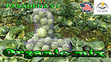 Капута рання Пасадена F1 (Lark seeds, США), проф.пакет 2500 насіння, фото 8