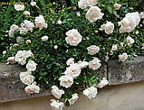 Троянда «Swany (Свані) ґрунтопокровна, фото 5