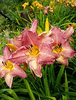 Лилейник Hemerocallis С10L h40-50