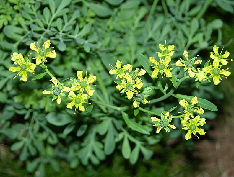 Рута духмяна  (трава),100г., фото 1