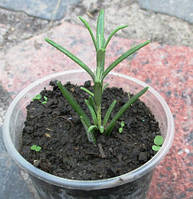 Розмарин. У контейнерах Д5.