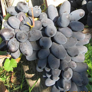 Виноград Арлекин: описание сорта с характеристикой и отзывами, особенности посад