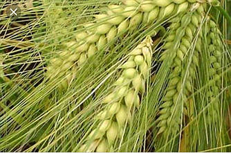 Насіння ячменю Дев’ятий Вал (двуручка)