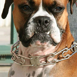 Строгий Нашийник для собак