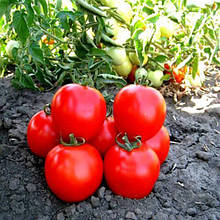 Асвон F1 10 шт насіння томату низькорослого Kitano