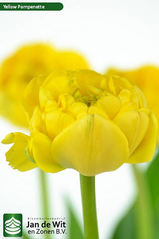 Тюльпан Єллоу Помпенетт (Yellow Pompenette), 2 шт. Нідерланди, фото 2