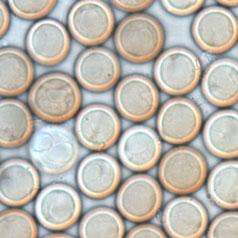 Tilletia Levis Kuehn