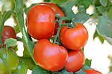 Сагатан F1 насіння томата низькорослого Syngenta Голландія 1000 шт., фото 2