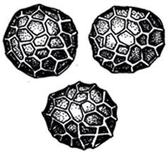 Tilletia triticoides Savul