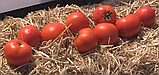 Сагатан F1 10 шт. насіння томата низькорослого Syngenta Голландія, фото 4