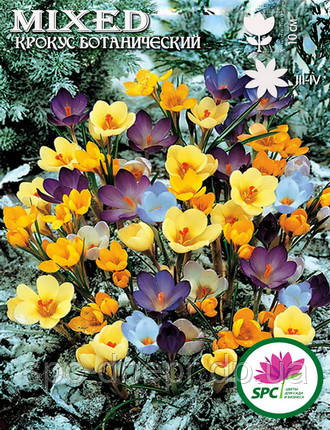 Крокус ботанічний Mix (суміш), фото 2