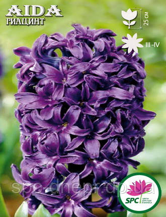 Гіацинт Aida