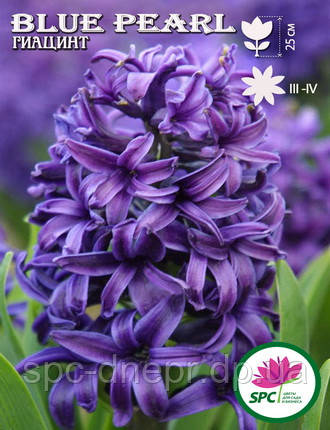 Гиацинт Blue Pearl, фото 2
