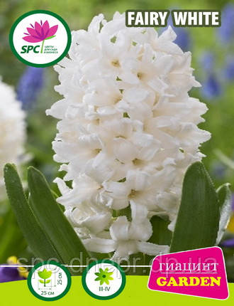 Гіацинт Fairy White, фото 1
