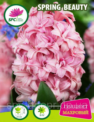 Гіацинт махровий Spring Beauty, фото 1
