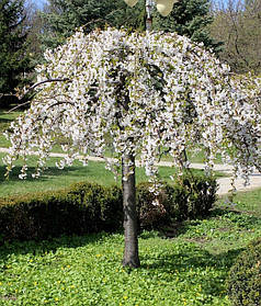 Саджанці вишні на штамбі Pendula (плакуча)