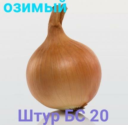 Цибуля сівок озима Штур БС 20 8/21 1кг / Broer