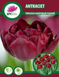 Тюльпан махровий ранній Antraciet