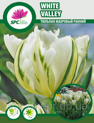 Тюльпан махровий ранній White Valley