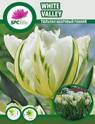 Тюльпан махровий ранній White Valley