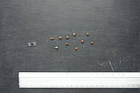 Виноград дикий насіння (20 шт) (Parthenocíssus quinquefolia) партеноциссус дівочий п'ятилистий декоративний, фото 3