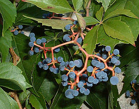 Виноград дикий насіння (20 шт) (Parthenocíssus quinquefolia) партеноциссус дівочий п'ятилистий декоративний