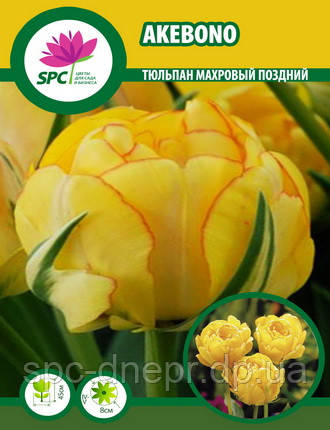 Тюльпан махровий пізній Akebono(1кг.)
