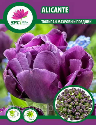 Тюльпан махровий пізній Alicante