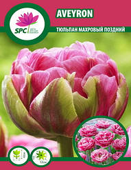 Тюльпан махровий пізній Aveyron