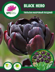 Тюльпан махровий пізній Black Hero