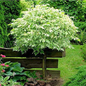 Саджанці клена гостролистого на штамбі Фламинго