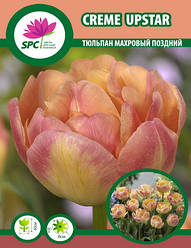 Тюльпан махровий пізній Creme Upstar