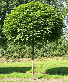 Саджанці катальпи на штамбі бігнонієвидної Nana