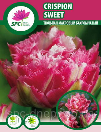 Тюльпан махровий оторочений Crispion Sweet, фото 2