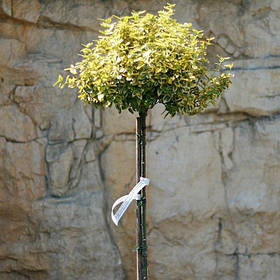 Саджанці бруслини на штамбі Emerald'n Gold