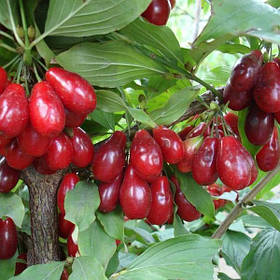 Кизил болгарський сорт " Шуменски " ( саджанці 2 роки )