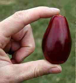 Кизил сорт Радість ( саджанці 2 роки ВКС)