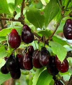 Кизил Сорт Шафер самоплідний ( саджанці 2 роки )