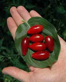 Кизил сорт "Семен" (саджанці 2 роки)