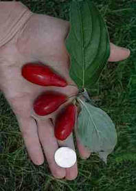 Кизил сорт "Світлячок" ( саджанці 2роки)