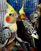 Корелла-Німфа