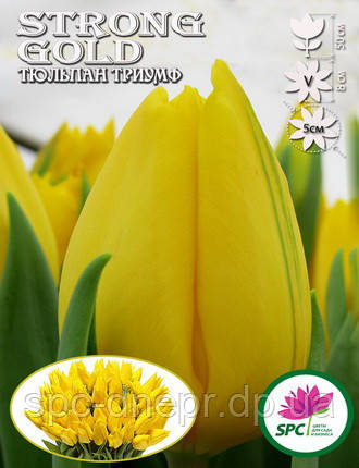 Тюльпан тріумф Strong Gold, фото 2