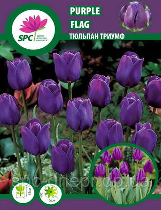 Тюльпан тріумф Purple Flag, фото 2