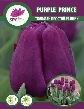Тюльпан простий ранній Purple Prince, фото 2
