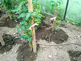 Встановлення автоматичного крапельного поливу АкваДуся - с. Угорники, м. Івано-Франківськ, 2019р 1