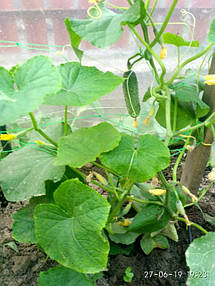 При правильному догляді та вчасному поливі вже в кінці травня - на початку червня Ви ласуватимете огірками з власної, навіть неопалювальної теплиці