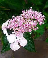 Гортензия пильчатая "Блюберд" Hydrangea serrata "Bluebird" C 20 L h 80