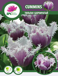 Тюльпан Cummins