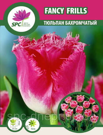 Тюльпан Fancy Frills