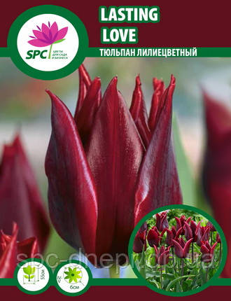 Тюльпан Lasting Love
